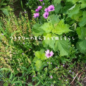 inaka-wineryhills_20170715-flower10