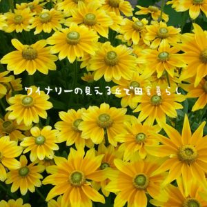inaka-wineryhills_20170715-flower11