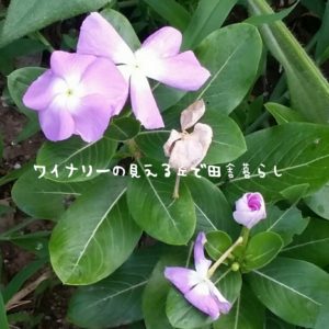 inaka-wineryhills_20170715-flower14