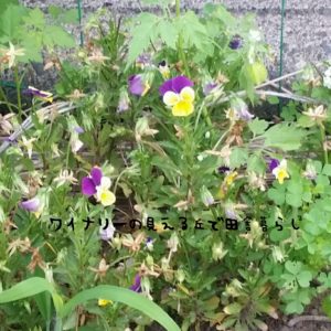 inaka-wineryhills_20170715-flower17