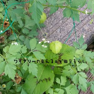 inaka-wineryhills_20170715-flower18