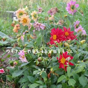 inaka-wineryhills_20170715-flower21