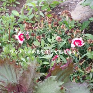inaka-wineryhills_20170715-flower23