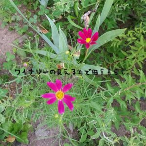 inaka-wineryhills_20170715-flower28