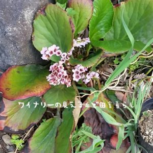 wineryhills_20170429-flower02