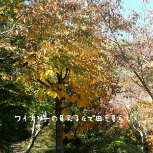 inaka-wineryhills_20171103_04_ueda_castle_kouyou