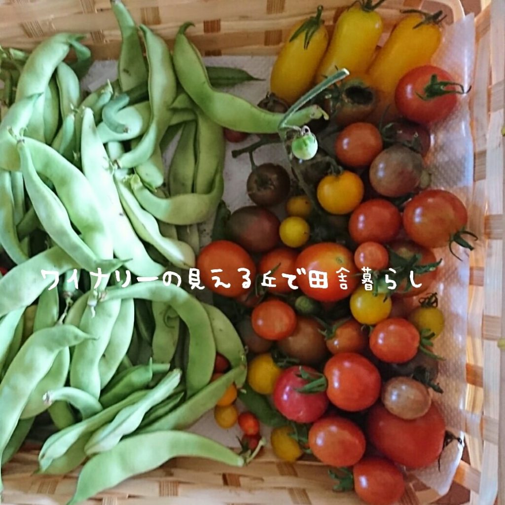 9月5日は2回収穫しました。カラートマトが多いです。