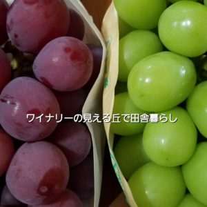 inaka-wineryhills_20190921_grapefes_red&green01